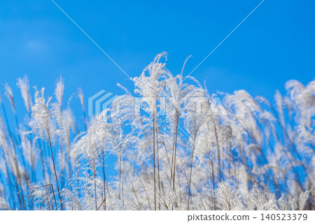 A cluster of white plumes of pampas grass shining in the clear blue sky. A cluster of white plumes of pampas grass shining in the clear blue sky. 140523379