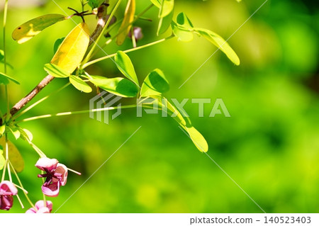 一片綠意盎然、繁花似錦的景色。 140523403