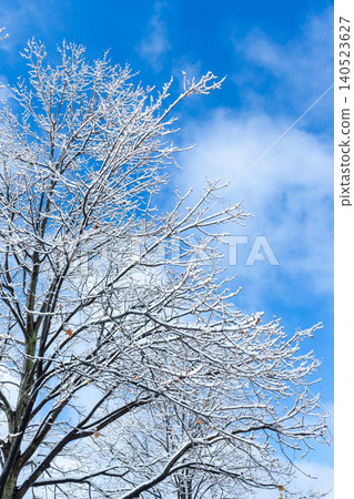 Snow-covered bare tree branches against a blue sky: A winter scene in Atlanta. Snow-covered bare tree branches against a blue sky: A winter scene in Atlanta. 140523627
