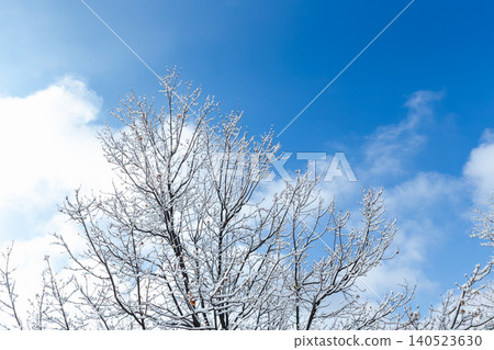 Snow-covered bare trees against a winter's blue sky in an Atlanta park. Snow-covered bare trees against a winter's blue sky in an Atlanta park. 140523630