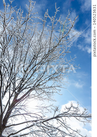 Sunlight filtering through snow-covered tree branches against a blue sky: Winter in Atlanta Sunlight filtering through snow-covered tree branches against a blue sky: Winter in Atlanta 140523631