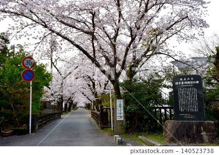 Asakura City, Fukuoka Prefecture: Entrance to Akizuki Sugi no Baba (Akizuki Castle Ruins), Wild Bird Bridge, and cherry blossoms in full bloom. Asakura City, Fukuoka Prefecture: Entrance to Akizuki Sugi no Baba (Akizuki Castle Ruins), Wild Bird Bridge, and cherry blossoms in full bloom. 140523738