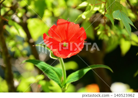 The vermilion flowers of the Matsumotosenno bloom in summer. The vermilion flowers of the Matsumotosenno bloom in summer. 140523962