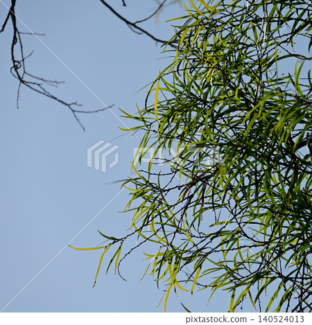 The refreshing, slender feathers of the Japanese laurel. The refreshing, slender feathers of the Japanese laurel. 140524013