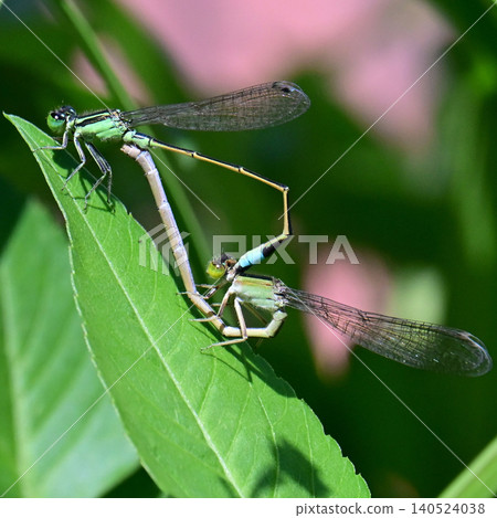 Connecting damselflies Connecting damselflies 140524038