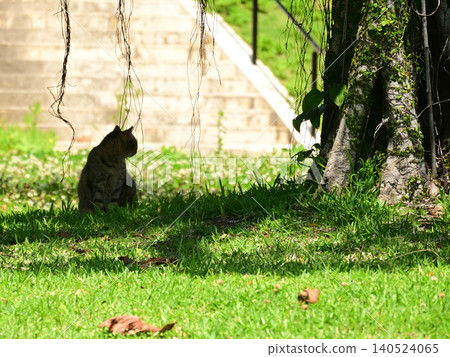 A stray cat in the shade of a tree with drooping aerial roots A stray cat in the shade of a tree with drooping aerial roots 140524065