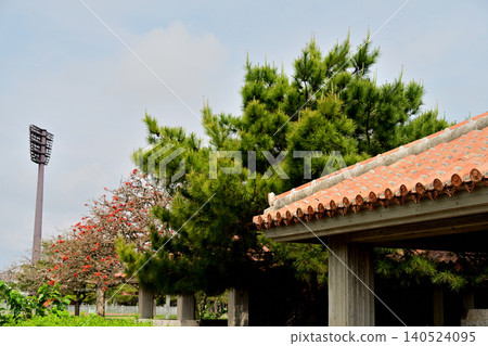 A group photo capturing the essence of Ryukyuan culture (Deigo tree, red tiled roof, Ryukyu pine tree) A group photo capturing the essence of Ryukyuan culture (Deigo tree, red tiled roof, Ryukyu pine tree) 140524095