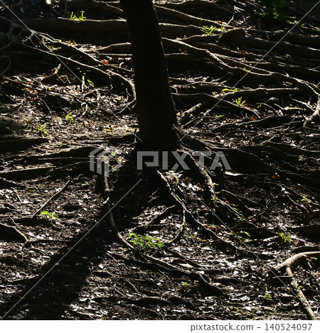 Rooting Rooting 140524097