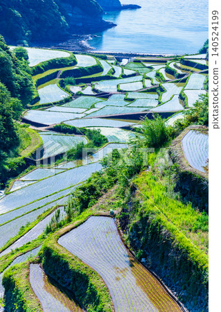 Rice terraces in Hamanoura, Saga Prefecture Rice terraces in Hamanoura, Saga Prefecture 140524199