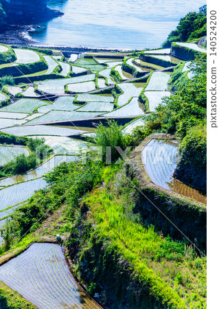 Rice terraces in Hamanoura, Saga Prefecture Rice terraces in Hamanoura, Saga Prefecture 140524200