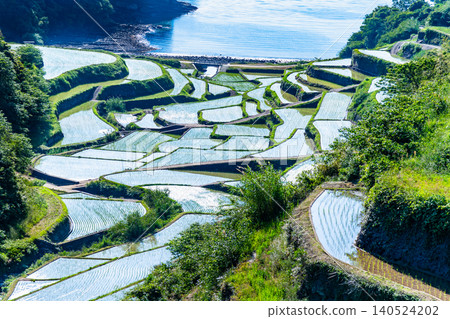 Rice terraces in Hamanoura, Saga Prefecture Rice terraces in Hamanoura, Saga Prefecture 140524202