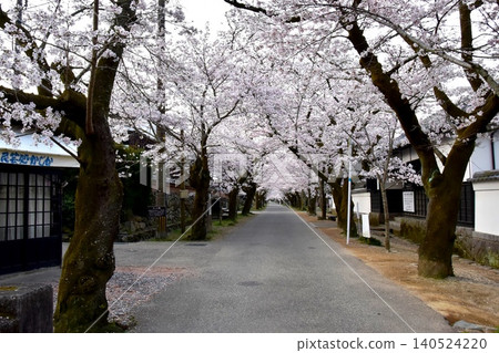 Akizuki Sugi no Baba (Akizuki Castle Ruins) and cherry blossoms in full bloom in Asakura City, Fukuoka Prefecture Akizuki Sugi no Baba (Akizuki Castle Ruins) and cherry blossoms in full bloom in Asakura City, Fukuoka Prefecture 140524220