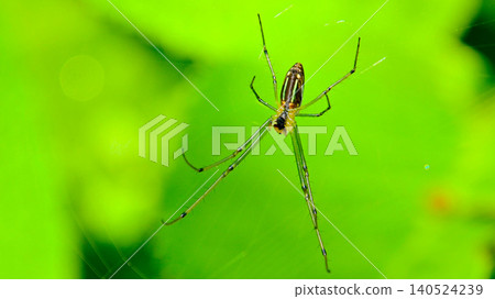 Leucauge bluff Leucauge bluff 140524239