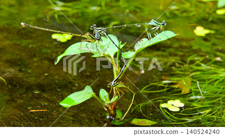 A scene of two damselflies (Libellula japonica) in tandem. A scene of two damselflies (Libellula japonica) in tandem. 140524240