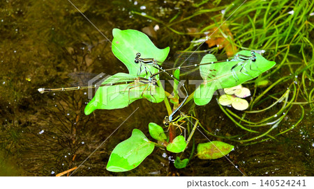 A scene of two damselflies (Libellula japonica) in tandem. A scene of two damselflies (Libellula japonica) in tandem. 140524241