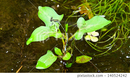 A scene of two damselflies (Libellula japonica) in tandem. A scene of two damselflies (Libellula japonica) in tandem. 140524242
