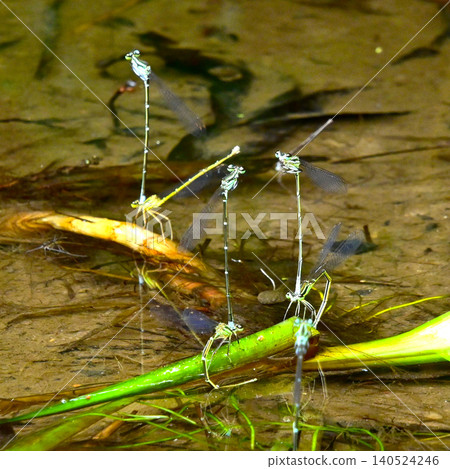 A scene of two damselflies (Libellula japonica) in tandem. A scene of two damselflies (Libellula japonica) in tandem. 140524246