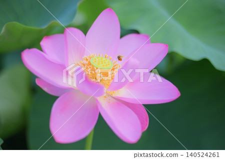 A close-up of a bee visiting a pink lotus flower. A close-up of a bee visiting a pink lotus flower. 140524261