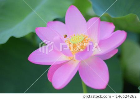 A close-up of a bee visiting a pink lotus flower. A close-up of a bee visiting a pink lotus flower. 140524262