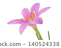 [Zephyranthes] (depth composition) 140524338