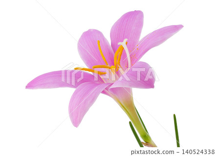 [Zephyranthes] (depth composition) 140524338