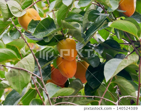 Ripening hachiya persimmon tree fruit Ripening hachiya persimmon tree fruit 140524389