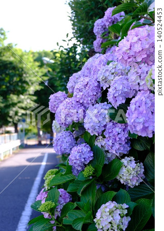 Hydrangeas blooming along a quiet walking path Hydrangeas blooming along a quiet walking path 140524453
