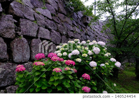Hydrangeas blooming in the quiet streets of Japan 140524454