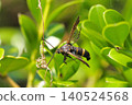 A clearwing moth caught in a spider's web. 140524568