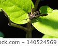 A small clearwing moth perched on a leaf. 140524569