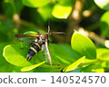 A small clearwing moth perched on a leaf. 140524570