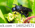 Digger wasps perched on flowers and plants 140524571