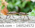 Spotted stink bugs mating 140524572