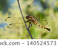 Dragonfly resting its wings 140524573