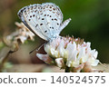 Shijimicho perched on a flower 140524575