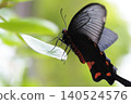 A swallowtail butterfly viewed from the side. 140524576