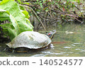 Red-eared sliders that live in watering holes 140524577
