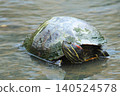 Red-eared sliders exploring shallow waters 140524578