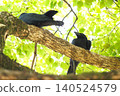 A young crow resting in a tree. 140524579