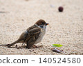 A young sparrow waiting for food. 140524580