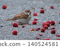 A young sparrow surrounded by bayberry fruits. 140524581