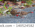 A young sparrow pecking at bayberry fruit. 140524582
