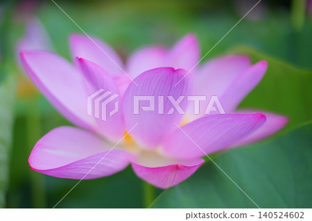 盛開的蓮花,花瓣呈現柔和的粉紅色。 盛開的蓮花,花瓣呈現柔和的粉紅色。 140524602