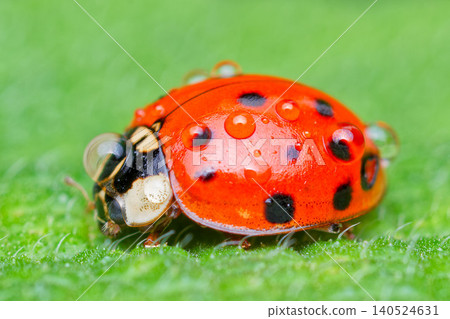Ladybug with water droplets on it (Bingata style) Ladybug with water droplets on it (Bingata style) 140524631