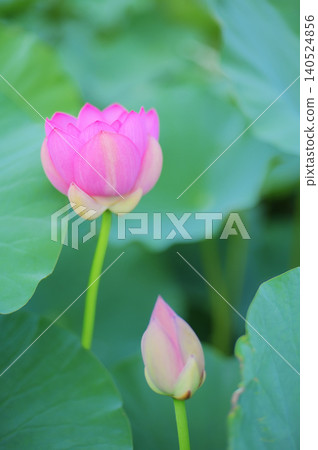 Summer lotus flowers: a pure and elegant scene created by two blossoms, one in full bloom and the other still in bud. 140524856