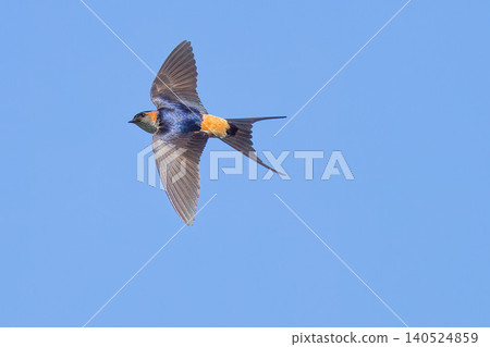Red-rumped swallows soaring in the early summer blue sky. 140524859