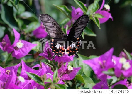 Taiwanese wide-tailed swallowtail butterfly Taiwanese wide-tailed swallowtail butterfly 140524940