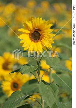 Sunflower Sunflower 140524953