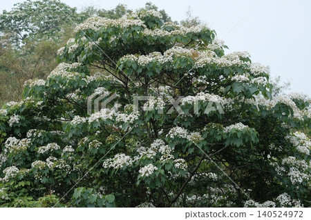 油桐花 140524972