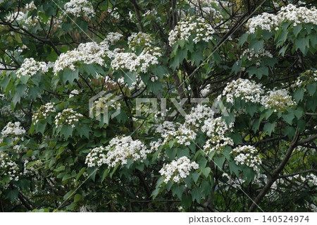 油桐花 140524974